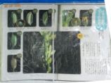 稲の開花について学習する.jpg