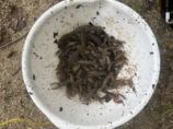 30分間で捕獲した115匹のザリガニ.jpg