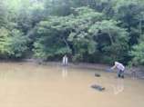 罠の引き上げとタモ網での捕獲.jpg