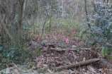 枯死木の伐採に備えササユリの場所を明確にする。.jpg