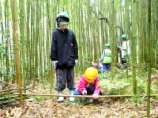 PM11-稈を伐る.jpg