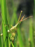 ショウリョウバッタ♀2.jpg