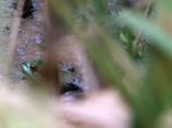ヨシの茂みにウシガエル.jpg