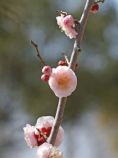 アンズの花.jpg