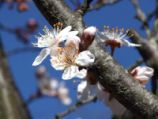 スモモの花2.jpg