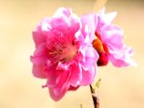 モモの花.jpg