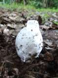 テングタマゴダケ？.jpg