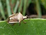 シロヘリクチブトカメムシ.jpg