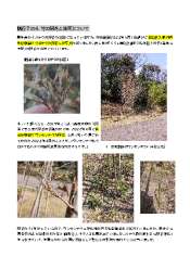 くらしの森の竹林整備_その4.pdf