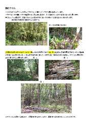 くらしの森の竹林整備_その6.pdf