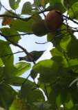 DSC06238.jpg