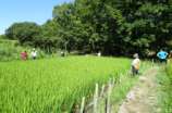 下段のネット張り0831.jpg