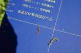 虫見版に落ちた蛾の幼虫0831.jpg