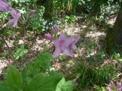 モチツツジの花.jpg
