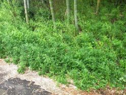笹の繁茂した道路脇.jpg