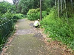道路沿いの笹刈り.jpg