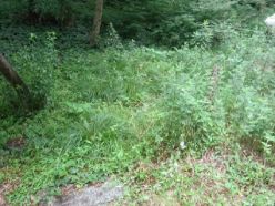 雑草などの繁茂した斜面地.jpg