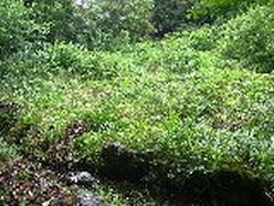 作業後の草地.jpg