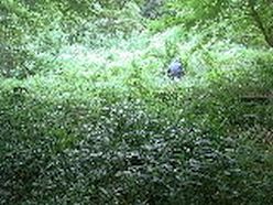 雑草の繁茂した谷筋の草地.jpg
