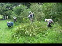 イボタノキの剪定作業.JPG