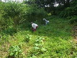 カラスウリ畑の草刈り作業.JPG