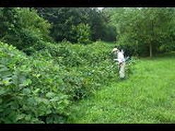 刈り払い機による草刈り作業.JPG
