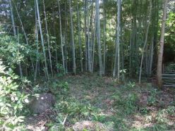 0905作業後の竹林.jpg