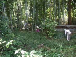 0905竹林の整備作業.jpg