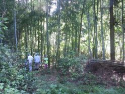 0905谷筋上部の竹林.jpg