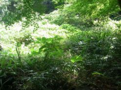 0905雑草の繁茂した谷筋の草地.jpg