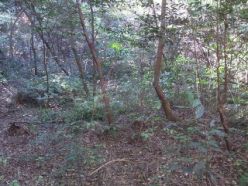 作業前の石像周辺の森.jpg