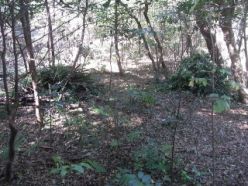 作業後の石像周辺の森.jpg