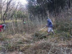 長柄鎌による草刈作業.jpg