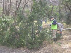 伐採した樹木の枝落とし.jpg
