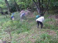 湿地周辺部での草刈作業.jpg