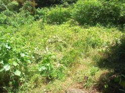 作業後の草地.jpg