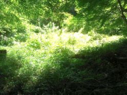 雑草の繁茂した谷筋の草地.jpg