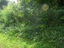 作業前の道沿いの草地.JPG