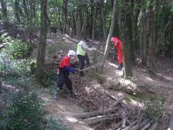 樹木の伐採作業.JPG