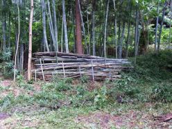 作業後の竹林.jpg