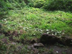 作業後の草地.jpg