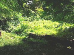 雑草の繁茂した谷筋の草地.jpg