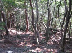 作業後の散策路周辺.jpg