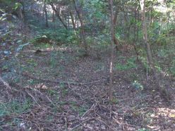 作業前の石像周辺の森.jpg