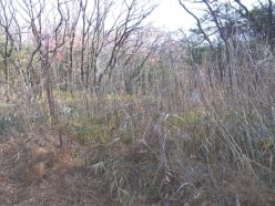 作業前の葦原.jpg
