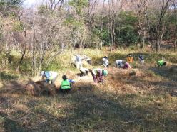 枯れ草などの除伐作業.jpg