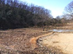 作業後のヨシ原の全景.jpg