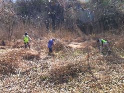 手鎌などによる枯れ草除去作業.jpg