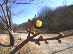 開花の始まったソシンロウバイ.jpg