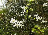 カラタチの花.JPG